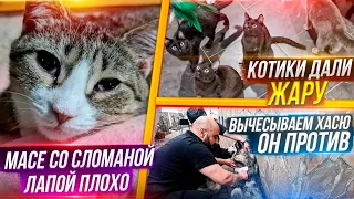 Вычесываем Хасика, он ПРОТИВ. Обработки в котизале. Вакцинирование.Коты показали себя во всей красе🤣