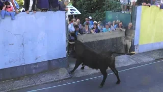 Tourada Terra Chã 2019 - Ganadaria JAF - Ilha Terceira