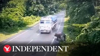 Shocking footage shows a rhino being hit by a moving lorry