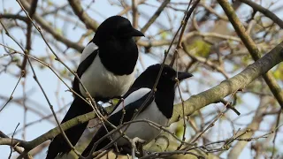 Sroki atakują kota na drzewie / Magpies attack the cat in the tree