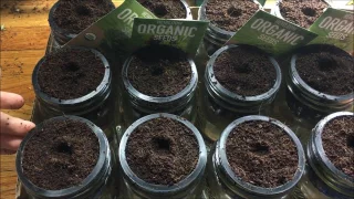 How To Make Cheap Glass Jar Hydroponic Kratky System - Starting Seeds - Complete: Step by Step Guide