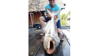 Fishing Video !!! Awesome Fishing ! Mekong Catfish Thailand- BKKGUY