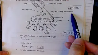 A level Biology - Nervous system answers