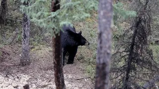 Spring Black Bear Hunting in Saskatchewan