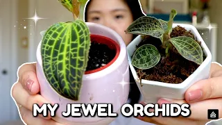 My Jewel Orchid Collection | How to Care for Jewel Orchids