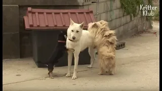 Two Boy Dogs Fight Over A Beautiful Girl Dog | Kritter Klub
