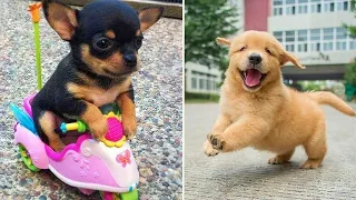 Baby Dogs 🔴 Cute and Funny Dog Videos Compilation #1 | 30 Minutes of Funny Puppy Videos 2023