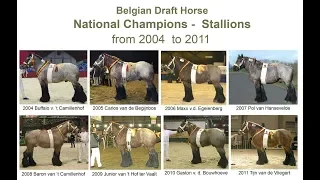 Top champions of the Belgian draft horse breed in the years 2004 to 2011