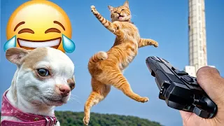 Cats are more affectionate than you might think😸🐶1 hour of FUNNY Pet Fails🤣Part 27