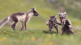 Newborn Arctic Fox puppies playing - super cute!