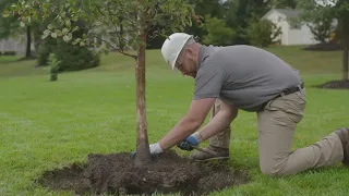 How to Care for Mature Trees