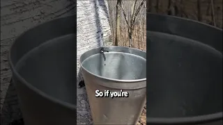 Harvesting water from a tree