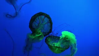 The Best underwater world 4k 2022 подводный мир 4к