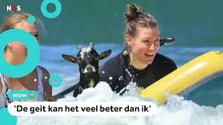 Huh? Deze surfers krijgen les van geiten