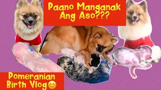 Pomeranian Dog Giving Birth! Cute Puppies #simplejoy #pomeranian #givingbirth #doglover