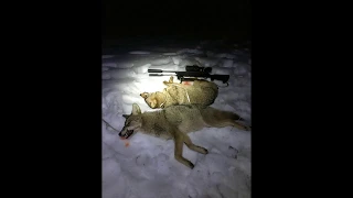 Coyotes coming to bait.