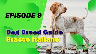 Bracco Italiano - All you need to know