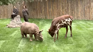 Baby Rhino & Ankole Play With Grass