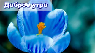 Доброе утро