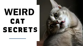 ACTUAL MEANINGS BEHIND 8 STRANGE CATS BEHAVIORS