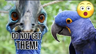 20 Reasons why you should not buy Hyacinth Macaw