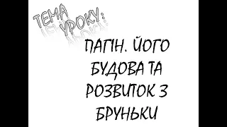 ПАГІН  ЙОГО БУДОВА ТА РОЗВИТОК З БРУНЬКИ