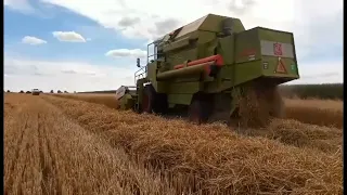 Żniwa pszenicy 2022! | CLAAS DOMINATOR 80 w akcji | Ursus 35 12 w akcji!