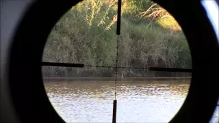 Airgun hunting nutrias and pigeons in Uruguay