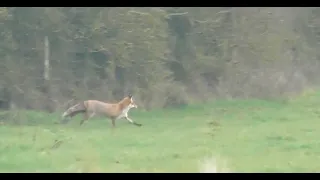 Damning Footage Shows Middleton Hunt Illegally Hunting a Fox