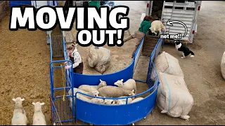 EWE'RE OUTTA HERE!!  | moving and weaning lambs AND releasing the GOLDEN GIRLS! Vlog 767