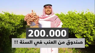 مزرعة تنتج قرابة 200.000 صندوق من العنب في السعودية |