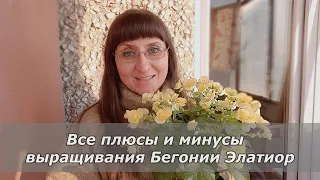 Бегония Элатиор: все плюсы и минусы выращивания