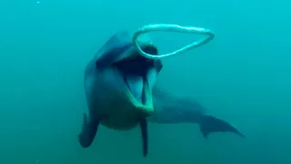 Dolphins React to Bizarre Bubbles | Ocean Giants | BBC Earth