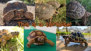This is a Tortoise!   A fun Reptile Song
