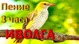 Иволга, пение 3 часа