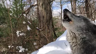 Beautiful Black Wolf Howls