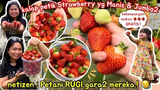 Kata NETIZEN kami bikin RUGI PETANI.! Kalap Panen Strawberry, semua MANIS, MERAH & JUMBO2.!