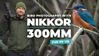 Bird Photography | Nikon D500 | 300mm F4 PF