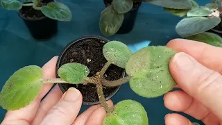 Step by Step Tutorial SIGNS OF AN AFRICAN VIOLET MITE INFESTATION  Examples of What to Look Out For!