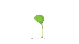 Plant growing animation