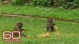 Why viruses are jumping from animals to humans more often | 60 Minutes