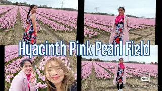 Flower Fields in Netherlands (Hyacinth Pink Pearl)|Jerseymae19