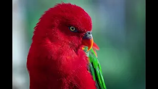 Beautiful Photos With Exotic Birds