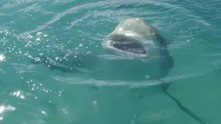 Standing in Shallows Shark Severs Leg