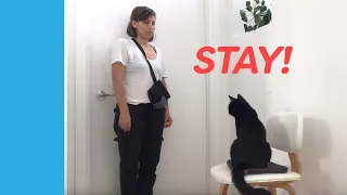 Teach Your Cat To Stay With Clicker Training