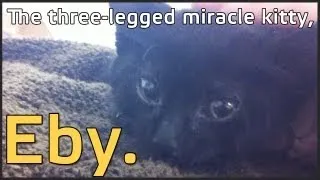 Eby, the three-legged miracle kitty