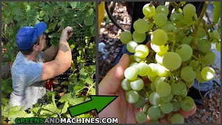 Time to Harvest the Grapes! | Container Vineyard Year 6