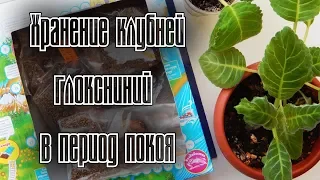 ГЛОКСИНИИ ПЕРИОД ПОКОЯ | Хранение клубней глоксиний зимой в квартире 🌾🌷💮