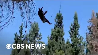 Bear in Mexico dramatically falls from 49-foot-tall tree