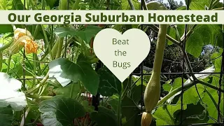 A squash that finally beats the bugs